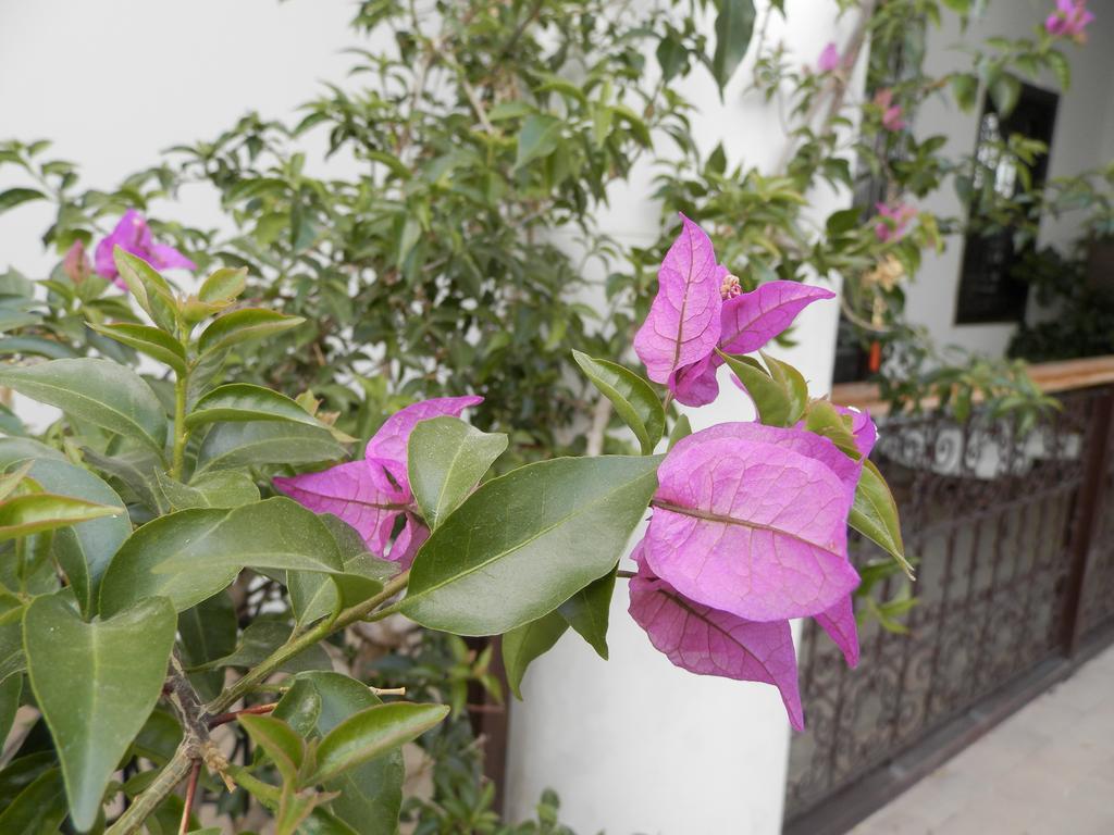 Riad Ailen Μαρακές Εξωτερικό φωτογραφία